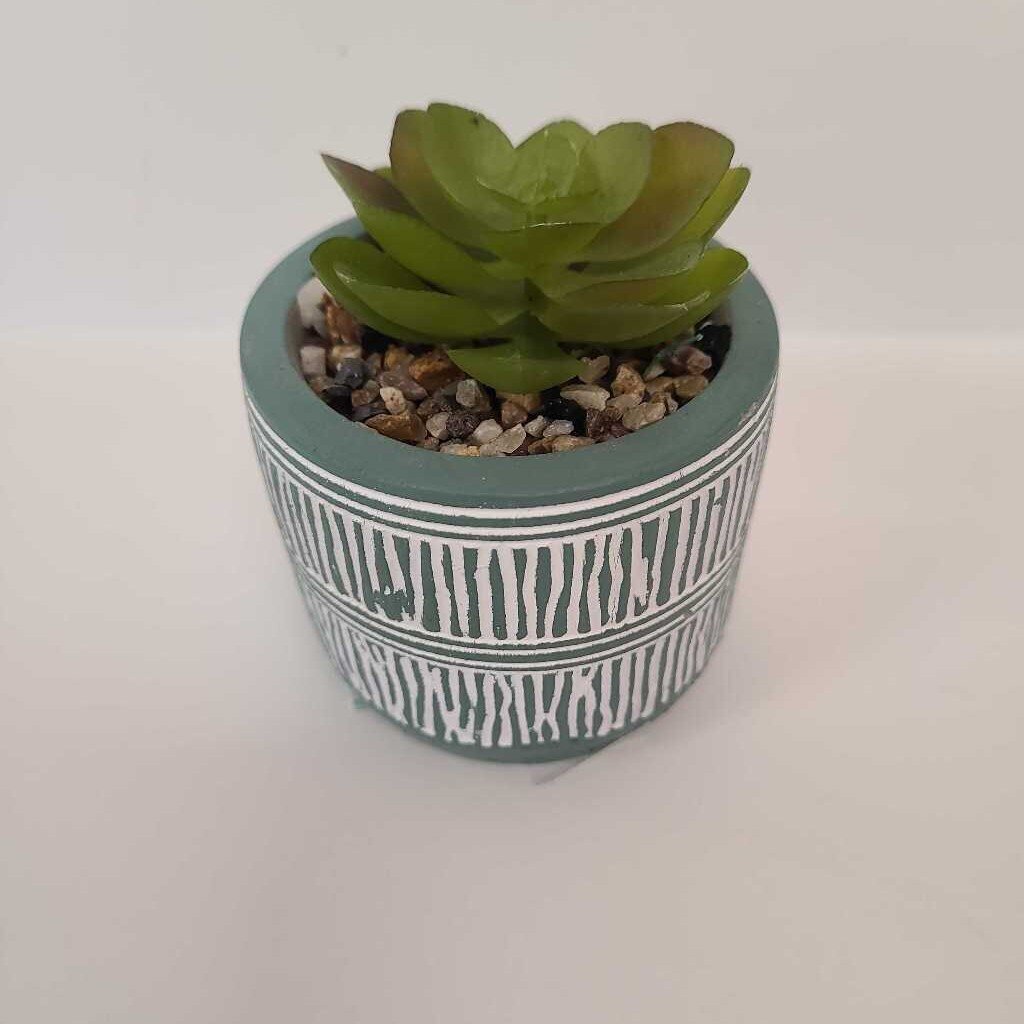Mini Succulent Plant